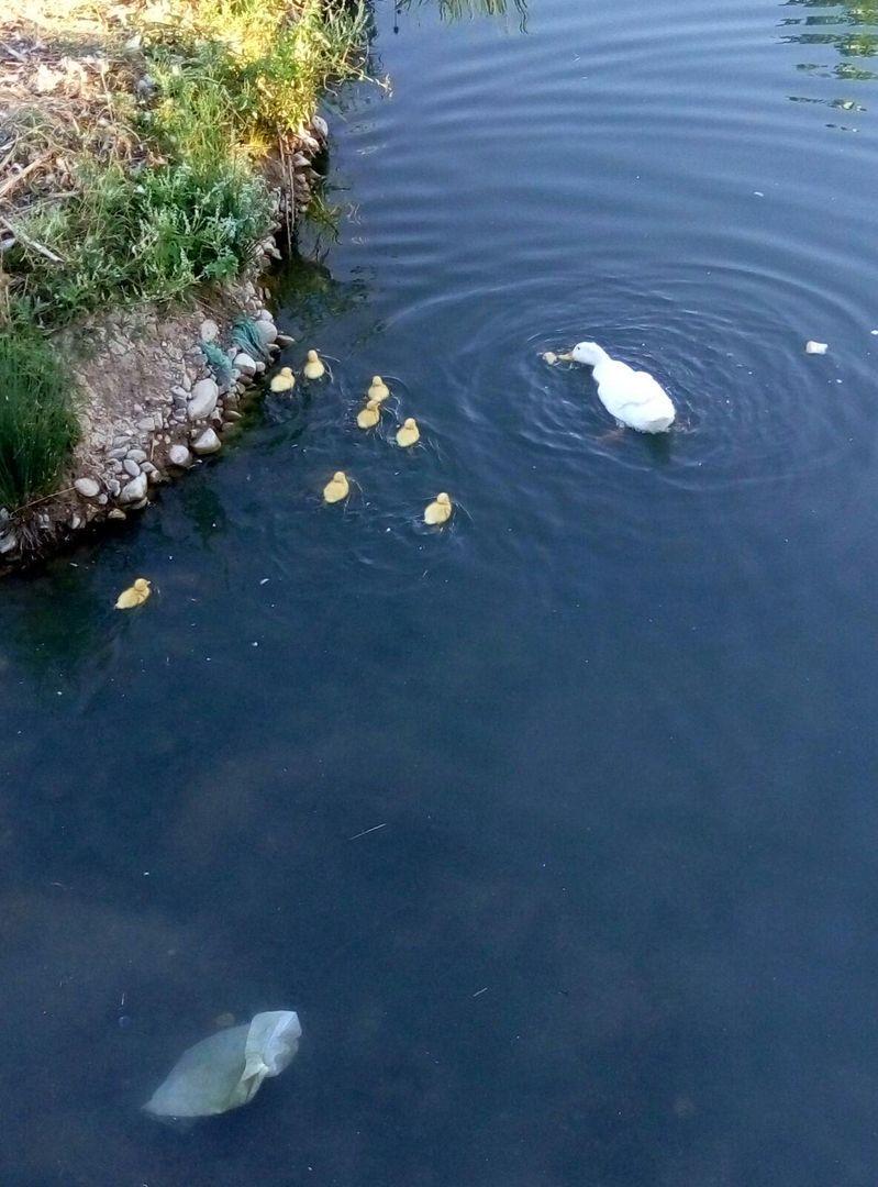 Ya Tenemos Patitos